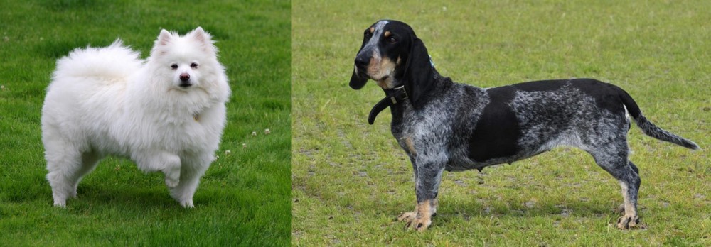 Basset Bleu de Gascogne vs American Eskimo Dog - Breed Comparison