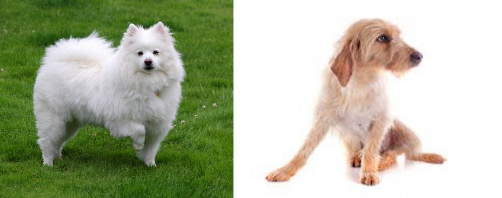 Basset Fauve de Bretagne vs American Eskimo Dog - Breed Comparison