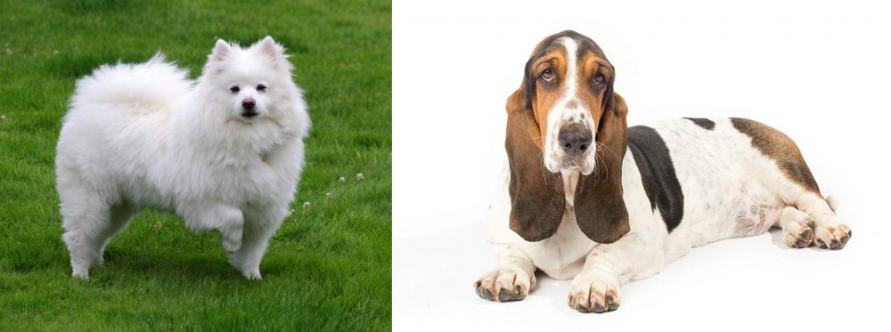 Basset Hound vs American Eskimo Dog - Breed Comparison