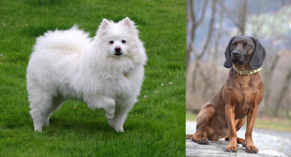 Bavarian Mountain Hound vs American Eskimo Dog - Breed Comparison