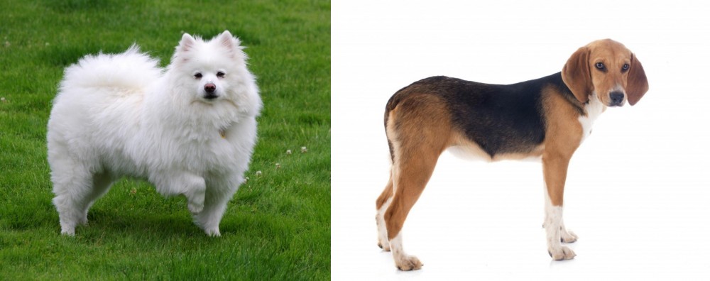 Beagle-Harrier vs American Eskimo Dog - Breed Comparison