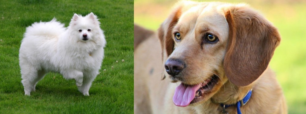 Beago vs American Eskimo Dog - Breed Comparison