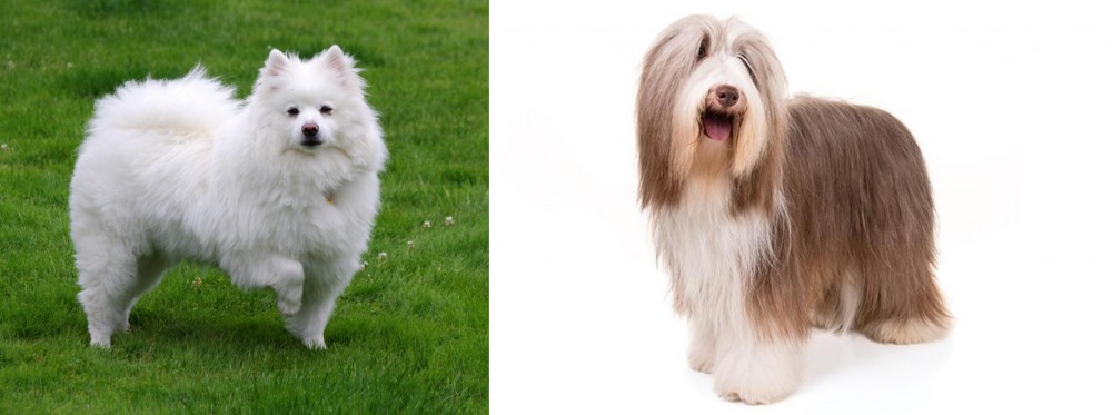 Bearded Collie vs American Eskimo Dog - Breed Comparison