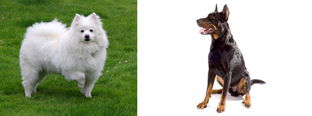 Beauceron vs American Eskimo Dog - Breed Comparison