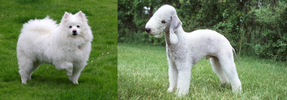 Bedlington Terrier vs American Eskimo Dog - Breed Comparison