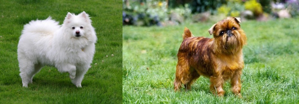 Belgian Griffon vs American Eskimo Dog - Breed Comparison