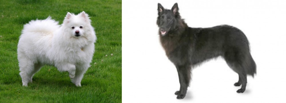 Belgian Shepherd vs American Eskimo Dog - Breed Comparison
