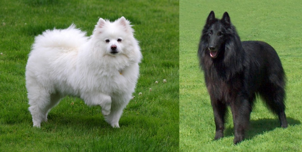 Belgian Shepherd Dog (Groenendael) vs American Eskimo Dog - Breed Comparison