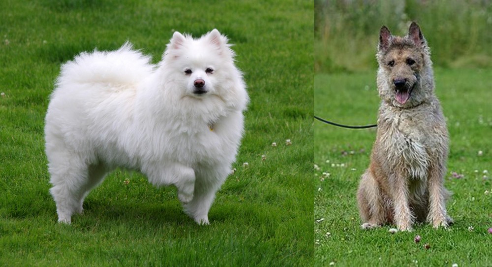 Belgian Shepherd Dog (Laekenois) vs American Eskimo Dog - Breed Comparison