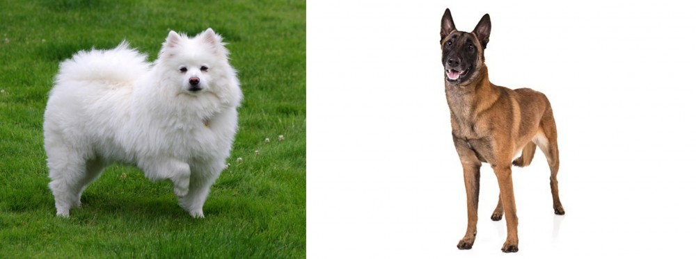 Belgian Shepherd Dog (Malinois) vs American Eskimo Dog - Breed Comparison
