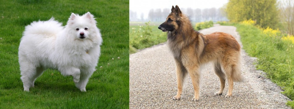 Belgian Shepherd Dog (Tervuren) vs American Eskimo Dog - Breed Comparison