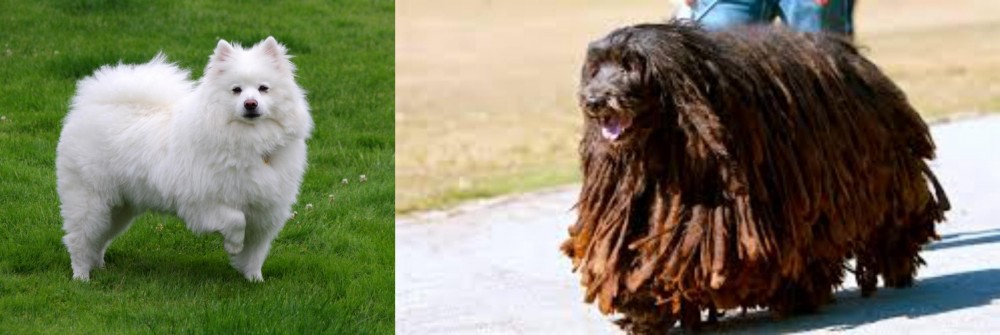 Bergamasco vs American Eskimo Dog - Breed Comparison