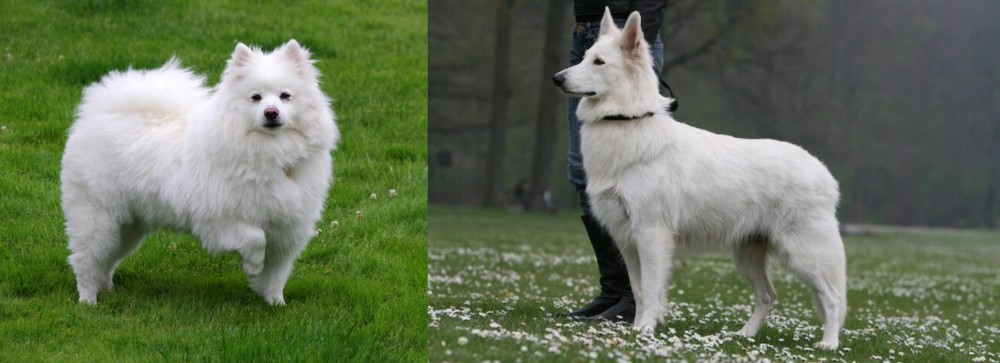 Berger Blanc Suisse vs American Eskimo Dog - Breed Comparison