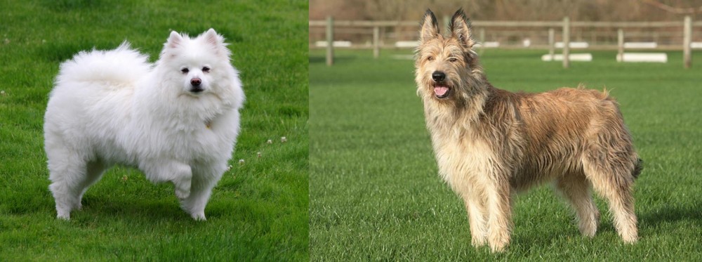 Berger Picard vs American Eskimo Dog - Breed Comparison