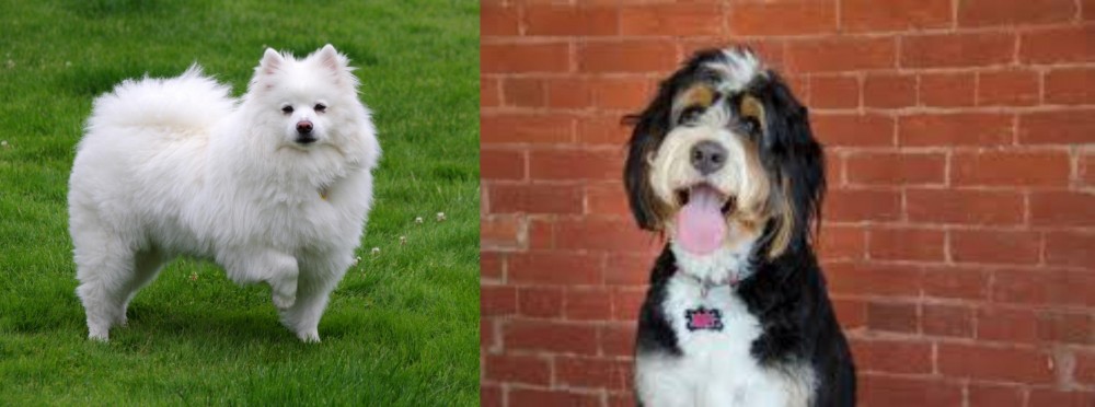 Bernedoodle vs American Eskimo Dog - Breed Comparison