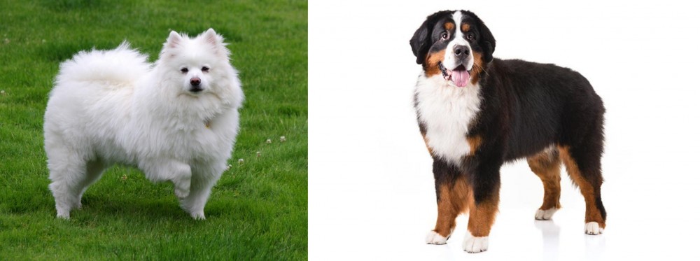 Bernese Mountain Dog vs American Eskimo Dog - Breed Comparison