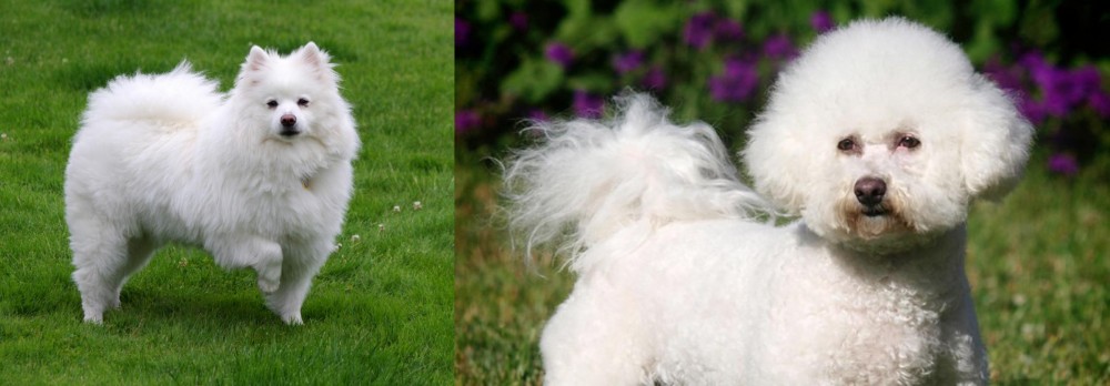 Bichon Frise vs American Eskimo Dog - Breed Comparison