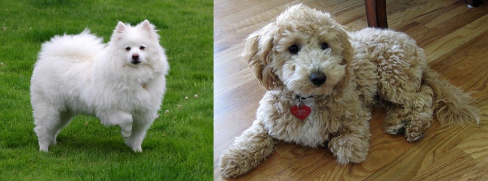 Bichonpoo vs American Eskimo Dog - Breed Comparison