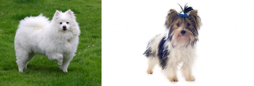 Biewer vs American Eskimo Dog - Breed Comparison