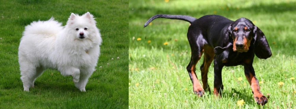 Black and Tan Coonhound vs American Eskimo Dog - Breed Comparison