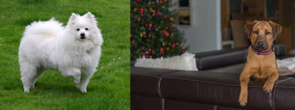 Black Mouth Cur vs American Eskimo Dog - Breed Comparison