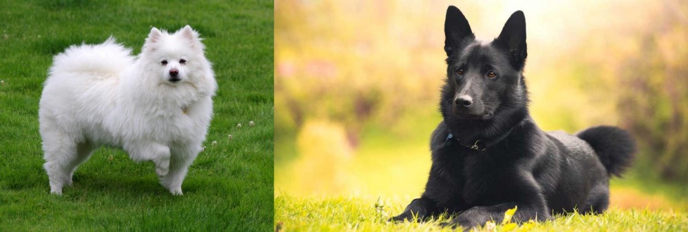 Black Norwegian Elkhound vs American Eskimo Dog - Breed Comparison