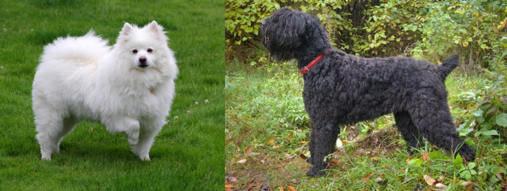 Black Russian Terrier vs American Eskimo Dog - Breed Comparison