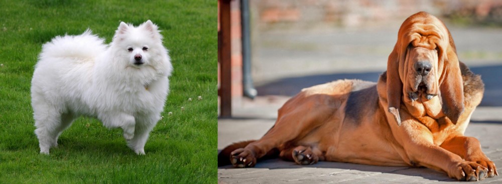 Bloodhound vs American Eskimo Dog - Breed Comparison