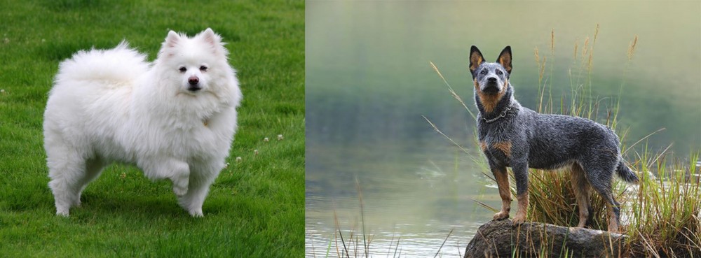 Blue Healer vs American Eskimo Dog - Breed Comparison