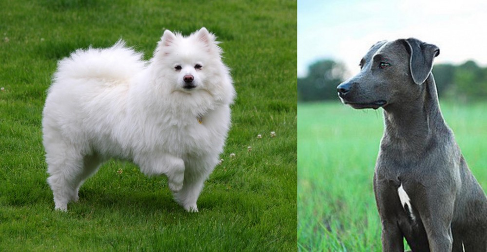 Blue Lacy vs American Eskimo Dog - Breed Comparison