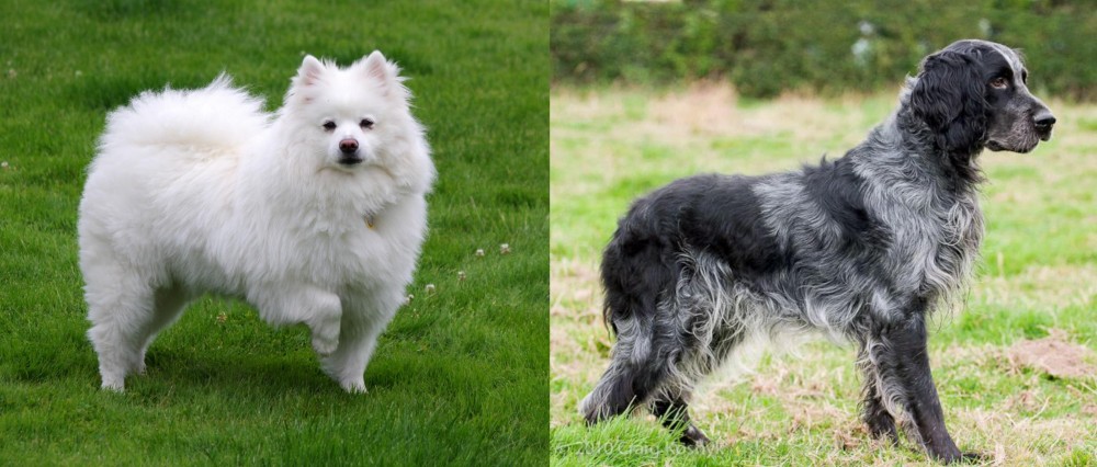 Blue Picardy Spaniel vs American Eskimo Dog - Breed Comparison