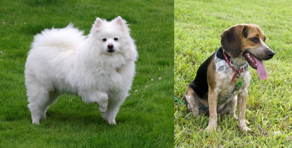 Bluetick Beagle vs American Eskimo Dog - Breed Comparison