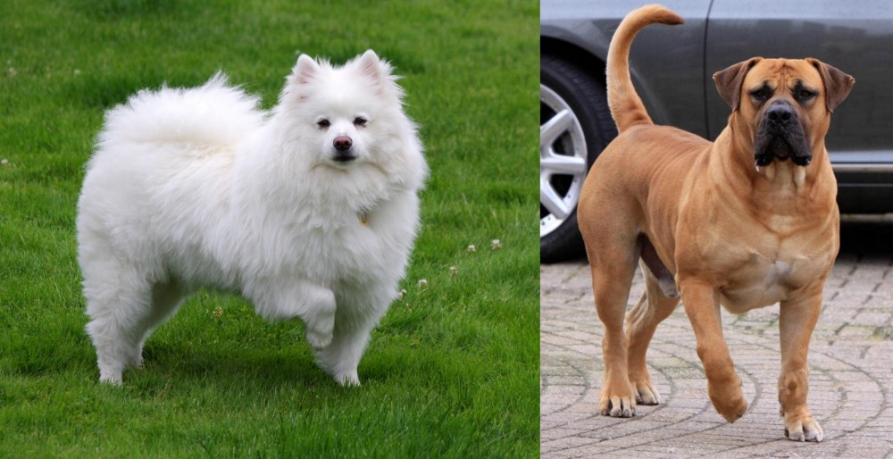 Boerboel vs American Eskimo Dog - Breed Comparison