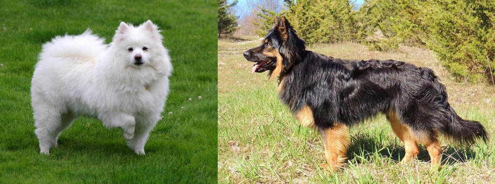 Bohemian Shepherd vs American Eskimo Dog - Breed Comparison