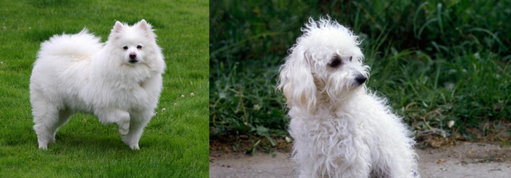 Bolognese vs American Eskimo Dog - Breed Comparison