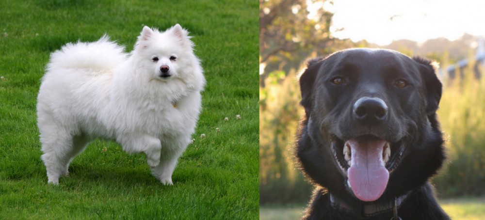 Borador vs American Eskimo Dog - Breed Comparison