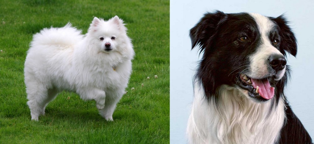 Border Collie vs American Eskimo Dog - Breed Comparison