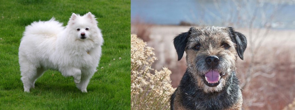Border Terrier vs American Eskimo Dog - Breed Comparison