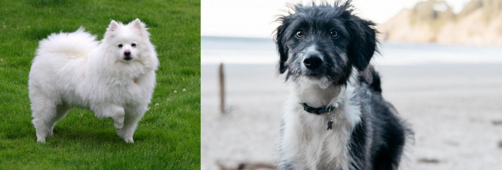 Bordoodle vs American Eskimo Dog - Breed Comparison