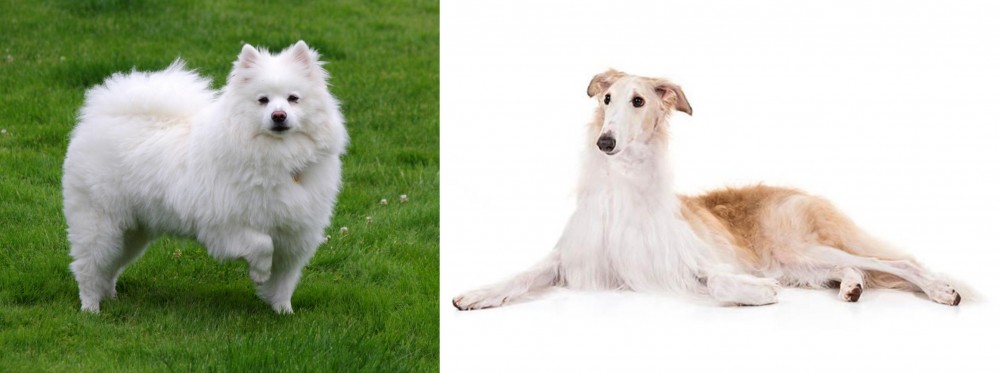Borzoi vs American Eskimo Dog - Breed Comparison