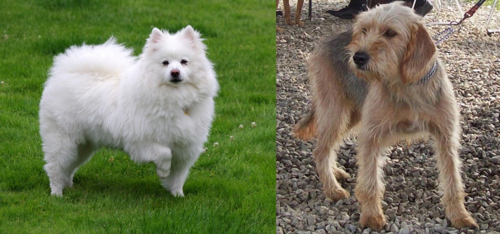 Bosnian Coarse-Haired Hound vs American Eskimo Dog - Breed Comparison