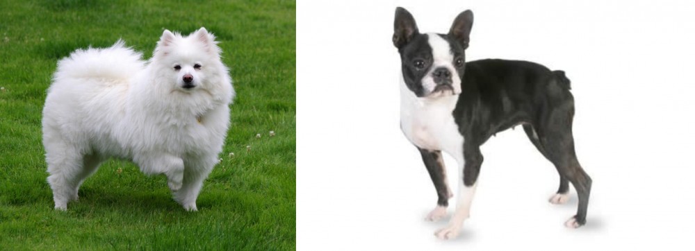 Boston Terrier vs American Eskimo Dog - Breed Comparison