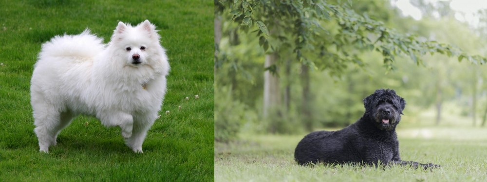 Bouvier des Flandres vs American Eskimo Dog - Breed Comparison