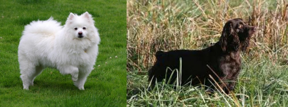 Boykin Spaniel vs American Eskimo Dog - Breed Comparison