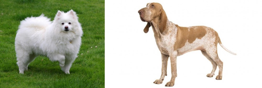Bracco Italiano vs American Eskimo Dog - Breed Comparison