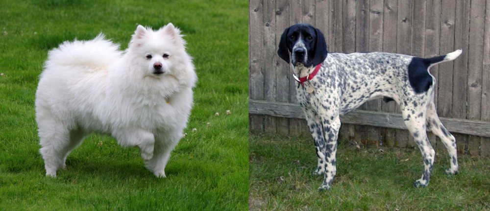 Braque d'Auvergne vs American Eskimo Dog - Breed Comparison