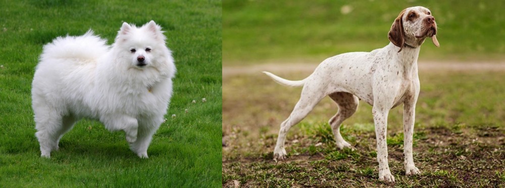 Braque du Bourbonnais vs American Eskimo Dog - Breed Comparison