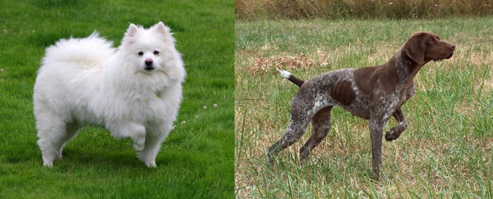 Braque Francais vs American Eskimo Dog - Breed Comparison