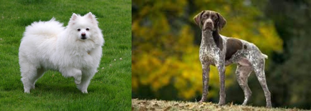 Braque Francais (Gascogne Type) vs American Eskimo Dog - Breed Comparison
