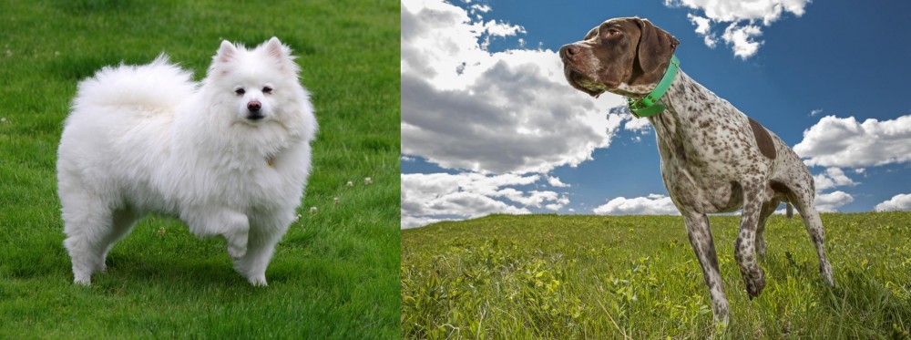Braque Francais (Pyrenean Type) vs American Eskimo Dog - Breed Comparison